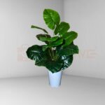 Artificial New Guinea Shield Plant