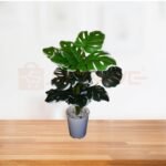 Artificial Turtle Back Plant