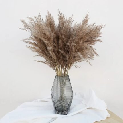 Natural Dried Pampas Grass