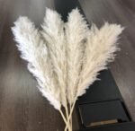 Natural Dried Pampas Grass