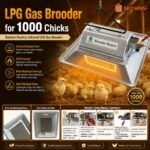 Teenwin LPG Gas Brooder for 1000 chicks